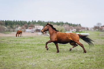 Fototapeta premium A beautiful young fast strong brown horse runs in a meadow with green grass in a pasture, nature. Animal photography, portrait.