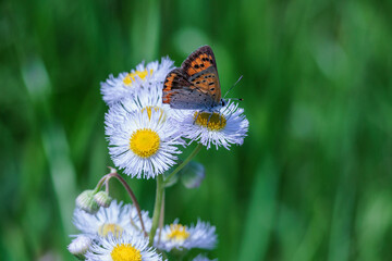 ヒメジオンとベニシジミ