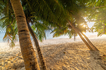 Coconut palm trees by the sea in Anse Citron