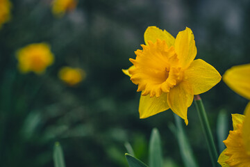 Yellow daffodil petal in front of a dark green or teal background at a garden. Beautiful yellow flower is standing out from the background, a lot of copy space.