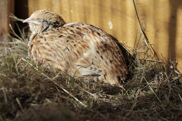 japanese quail in the grass