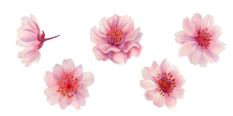 Watercolor spring sakura flowers, japanese cherry. Illustrations of blooming realistic rose petals, flowers, branches, cherry leaves. Elements isolated on white background © el_suhova