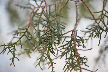 Close up of an Arizona Juniper tree's needles