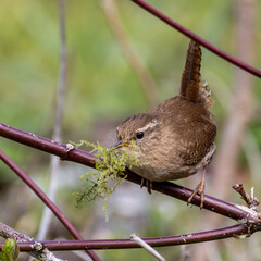 Wren carrying moss in its beak for nest building.