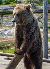 Obraz premium Brown bear