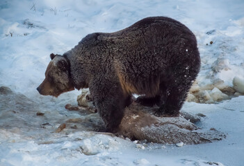 Grizzly feeding after winter awakening