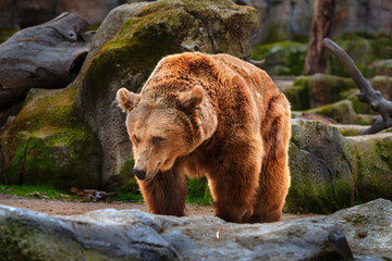 Big brown bear walking in the mountains