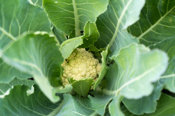 cauliflower ovary, top view, concept of gardening and harvesting of bio vegetables