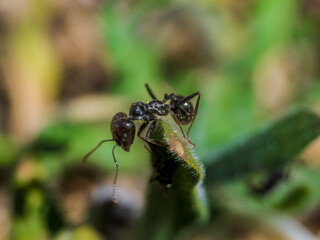 Hormiga alimentándose 