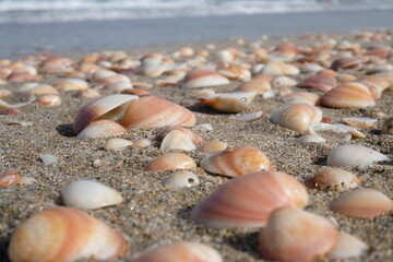 shells on the beach