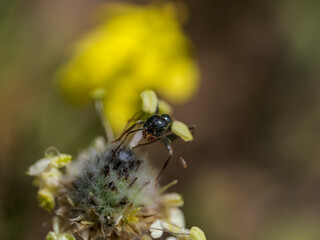 una hormiga en una hoja