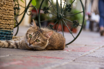 Beautiful cat in the streets of Nicosia, Cyprus
