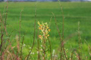 grass and flowers in summer countryside as a green nature background