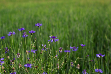 blue cornflowers in summer field