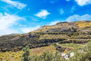 Beautiful view of the grape terraces of Cyprus