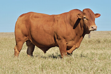 Touro Caracu em pasto verde 