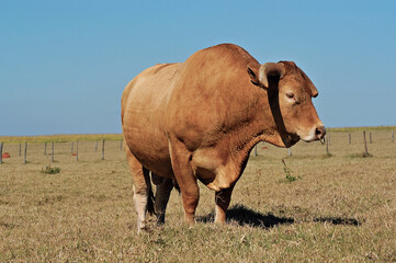 Touro Caracu - Brangus em pasto verde