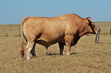 Touro Caracu em pasto verde