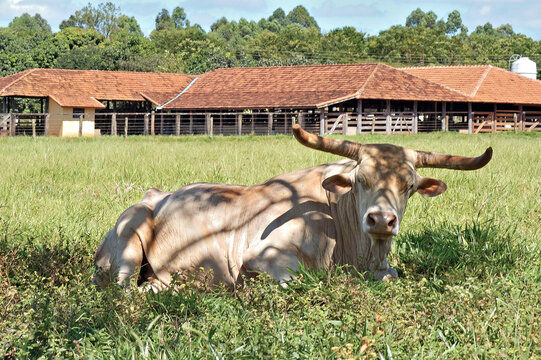 Touro no campo - boi na sombra