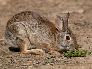 Naklejka na ściany i meble Eastern Cottontail Rabbit in the Wild Photographed Close Up in Profile