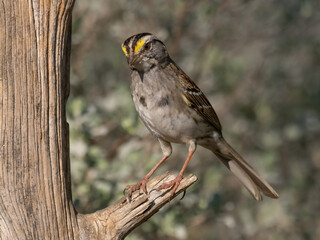 Adult White-Throated Sparrow Perched on a Dead Branch