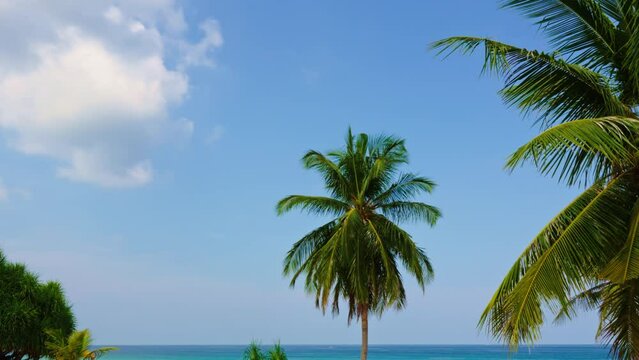 Beautiful coconut palm trees blue sky background