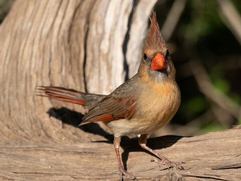 Close Up of a Female Northern Cardinal Standing on a Log and Looking at the Camera