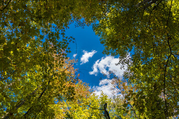 A piece of blue sky through the green treetops