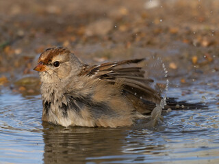 Close Up of an Immature White Throated Sparrow Bathing in a Pond