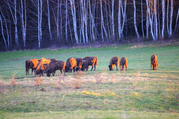 European Bison on the green meadow. The Bieszczady Mountains, Poland.