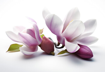 Magnolia flower in purple with white background,  light pink color, floral. Generative AI.