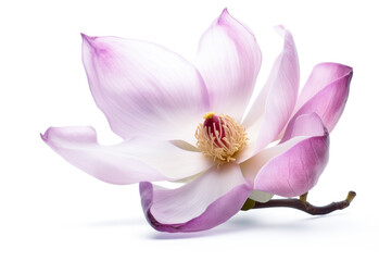 Obraz na płótnie Canvas Magnolia flower in purple with white background, light pink color, floral. Generative AI.