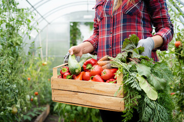 wooden box with a crop of organic vegetables in the hands of a farmer in a greenhouse, harvesting concept, space for text