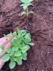 planting oregano