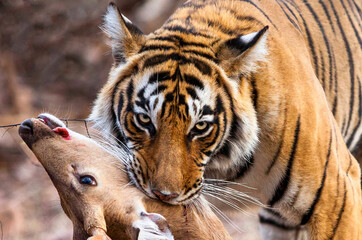 India. Bengal tiger holds a deer in its mouth.