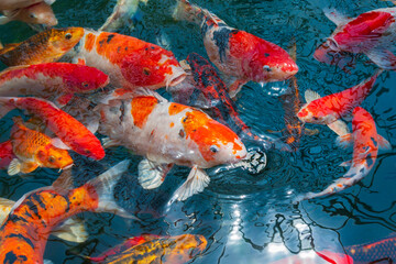 Obraz na płótnie Canvas Malaysia, Malacca (Melaka). Close-up of koi fish.