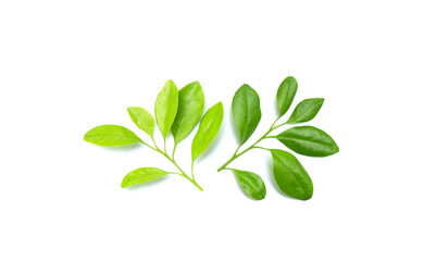 Citrus leaves on  white background.