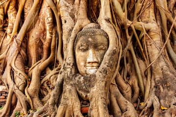 Thailand, Ayutthaya. Wat Mahathat. Buddha head engulfed in tree roots.