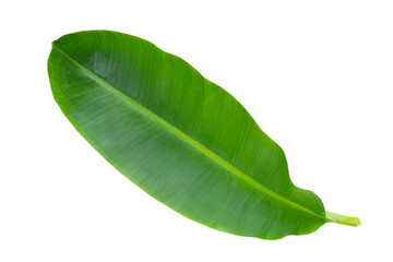 Fresh banana leaves on white background.