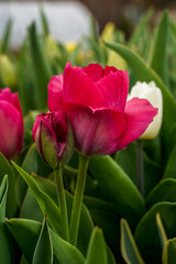 Bright pink tulip beginning to bloom. Outdoor flower garden.