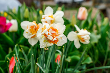 Outdoor flower garden with blooming daffodils. Flowers have an light orange center and cream colored petals.