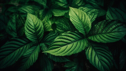 Naklejka na ściany i meble Abstract green leaf texture, nature background, tropical leaf. Generative AI