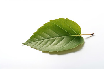 Obraz premium A single green leaf with a shadow effect, perfect for your next natural design project. AI Generative.