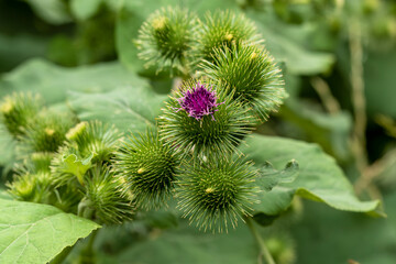 Burdock flowers. Arctium. Raw materials for manufacture of hair care burdock root oil extract