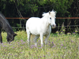 White horse in a meadow in the Alpilles countryside in Provence in France