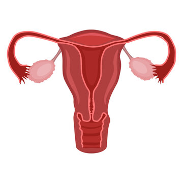 Female reproductive system in flat style, vector illustration. 