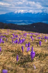 Beautiful purple flowers in spring mountain scenery. Cute crocuses on a mountain glade on the Turbacz peak in the Polish mountains. Photo with a shallow depth of field with a blurred background.
