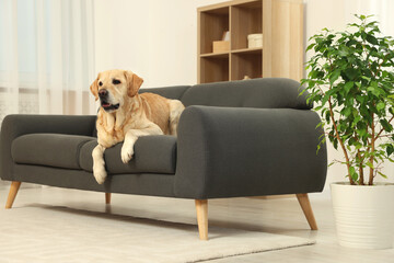 Cute fluffy Labrador Retriever laying on sofa at home. Space for text