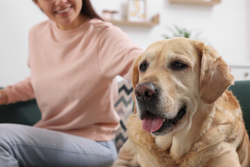 Cute Labrador Retriever and happy woman on sofa at home, closeup