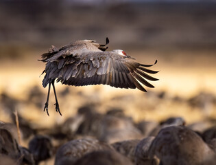 Sandhill Crane - Grus canadensis - flying over sandhill crane flock in morning sunlight during spring migration Monte Vista National Wildlife Refuge Monte Vista, Colorado